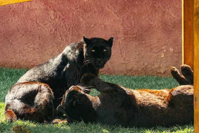 LeopardoMelanico