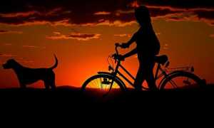 bici donna