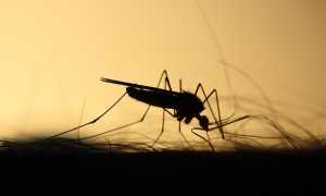 mosquito 3860900 640