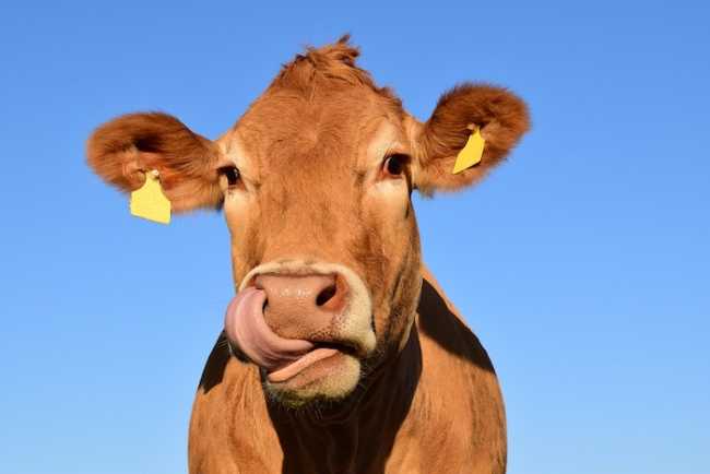 mucca