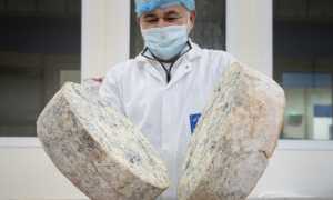 produzione gorgonzola dop 