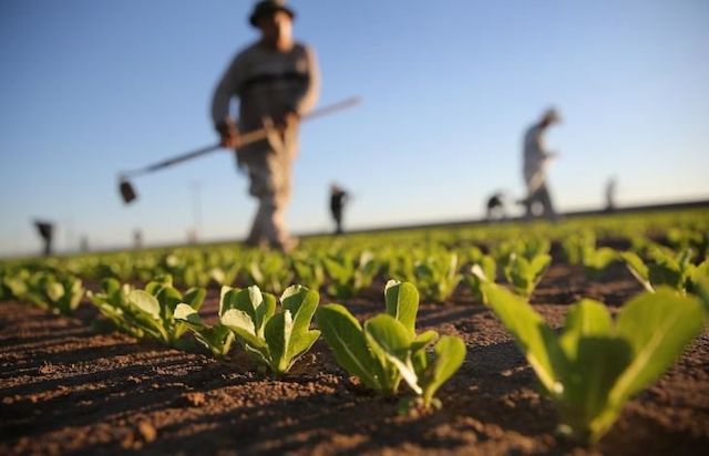 agricoltura