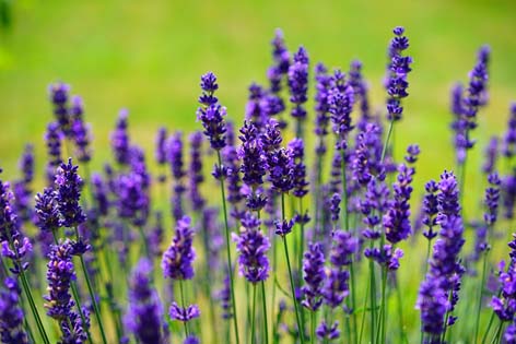 giardino lavanda