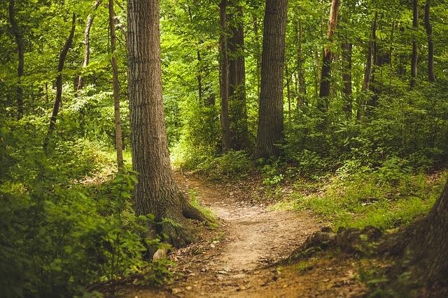 sentiero bosco foto
