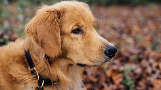 cane guinzaglio