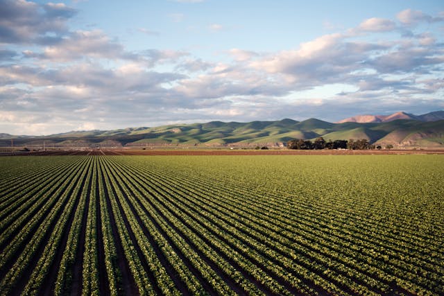 Giovani e agricoltura, nuovo bando regionale per favorire l'insediamento