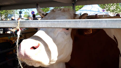 oleggio fiera agricola