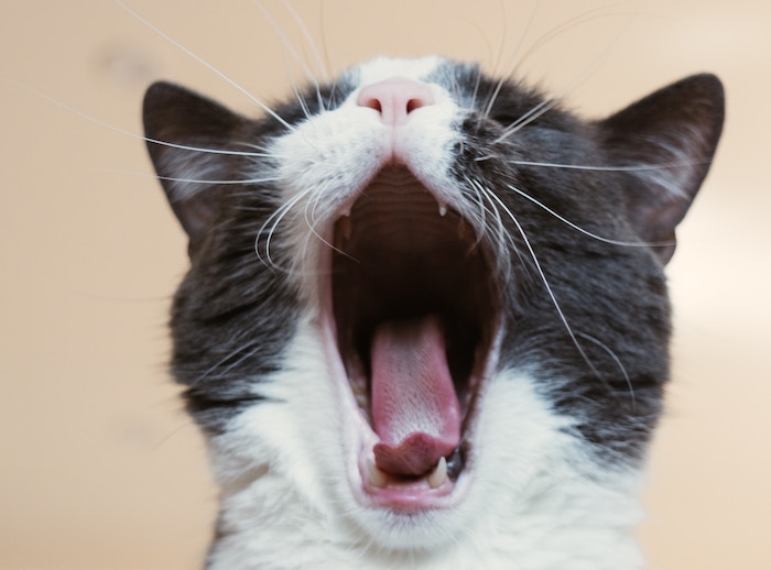 Chip gratuiti per i gatti di Verbania. L'iniziativa del Comune 