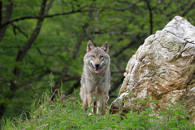 wolf 6319260 640