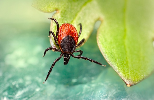 castor bean tick 6981785 640