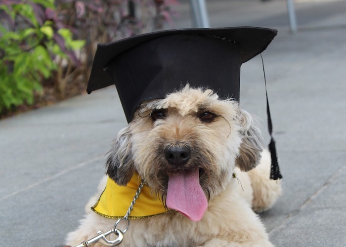 graduation 5228381 1280